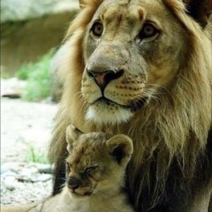 Live show unlisted items